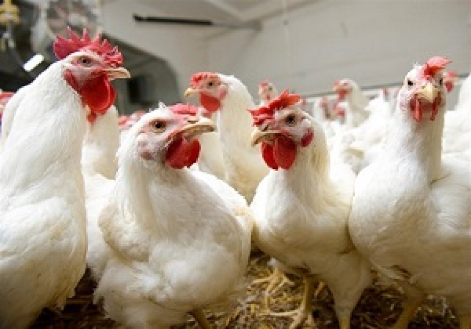 مدیرکل دفتر بهداشت ؛ آنفلوآنزای مرغی در کشور کنترل شده است؟