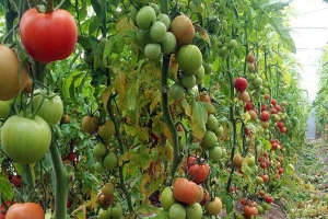 رئیس سازمان تات تاکید کرد: