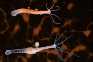 تصویربرداری از کل سیستم عصبی یک جاندار برای اولین‌بار در جهان