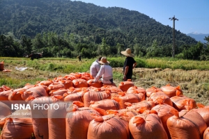 عضو انجمن واردکنندگان برنج عنوان کرد