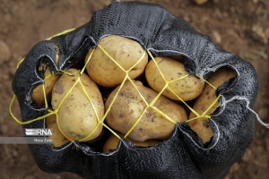 مدیرکل دفتر امور سبزی ها و گیاهان جالیزی خبرداد: